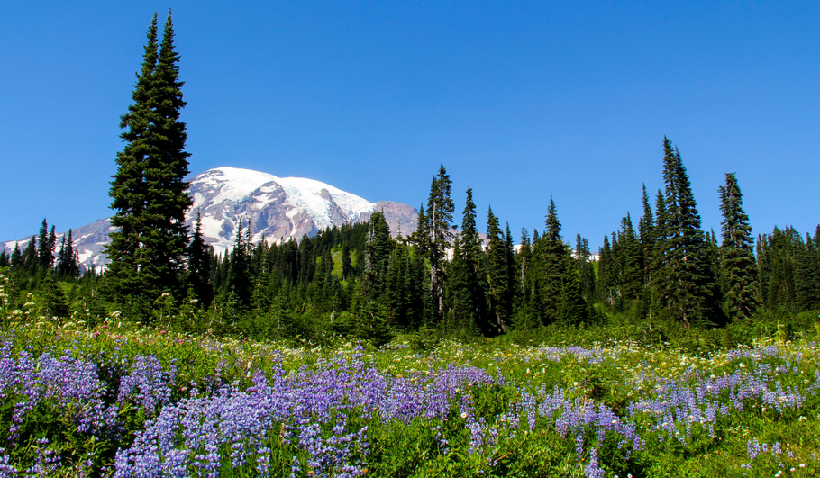 Exploring Pacific Northwest Road Trips with PNWBUSHCRAFT