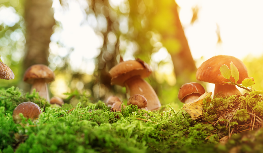 Top 10 Books about Mushrooms & Foraging