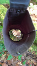 Vintage Mushroom on a Mushroom Foraging Pouch, Hip Bag